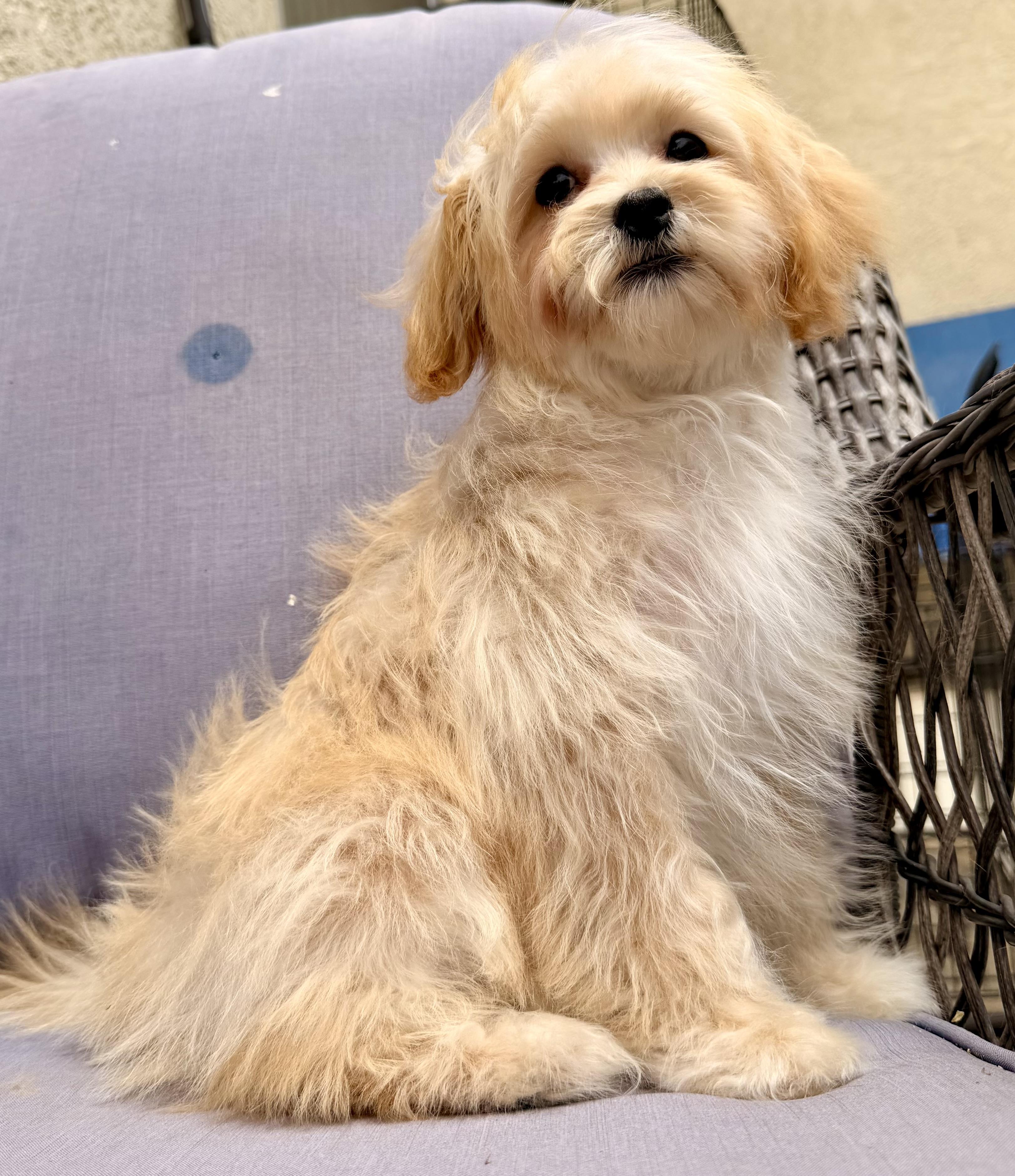Rennie, a ADOPTABLE mixed breed in ontario, CA image 6/6