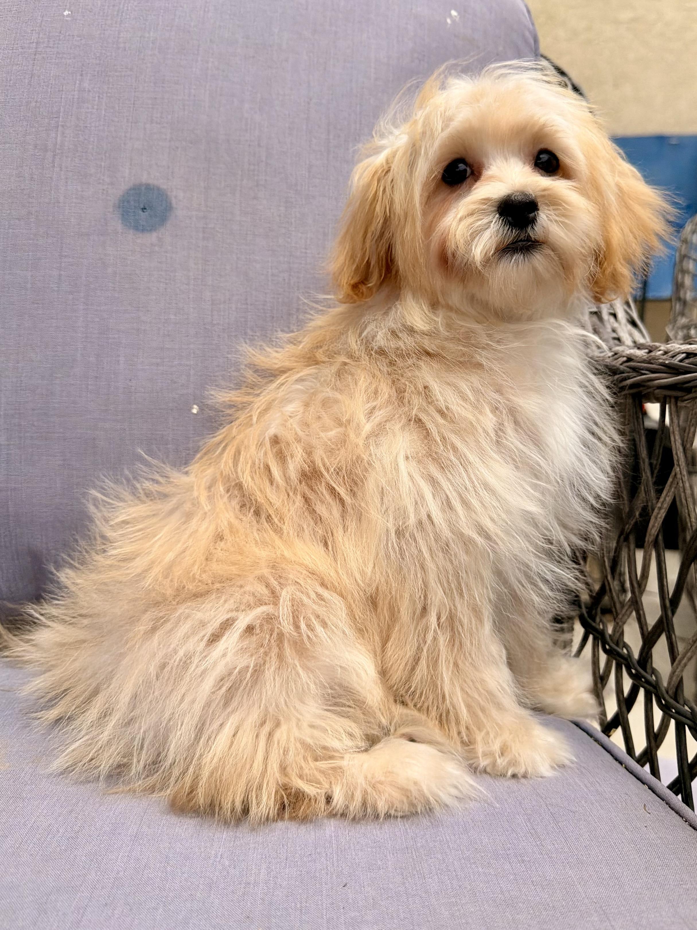 Rennie, a ADOPTABLE mixed breed in ontario, CA image 3/6