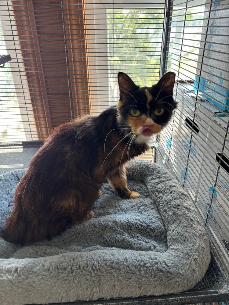 Seraphina, Adoptable, Adult Female Domestic Long Hair.