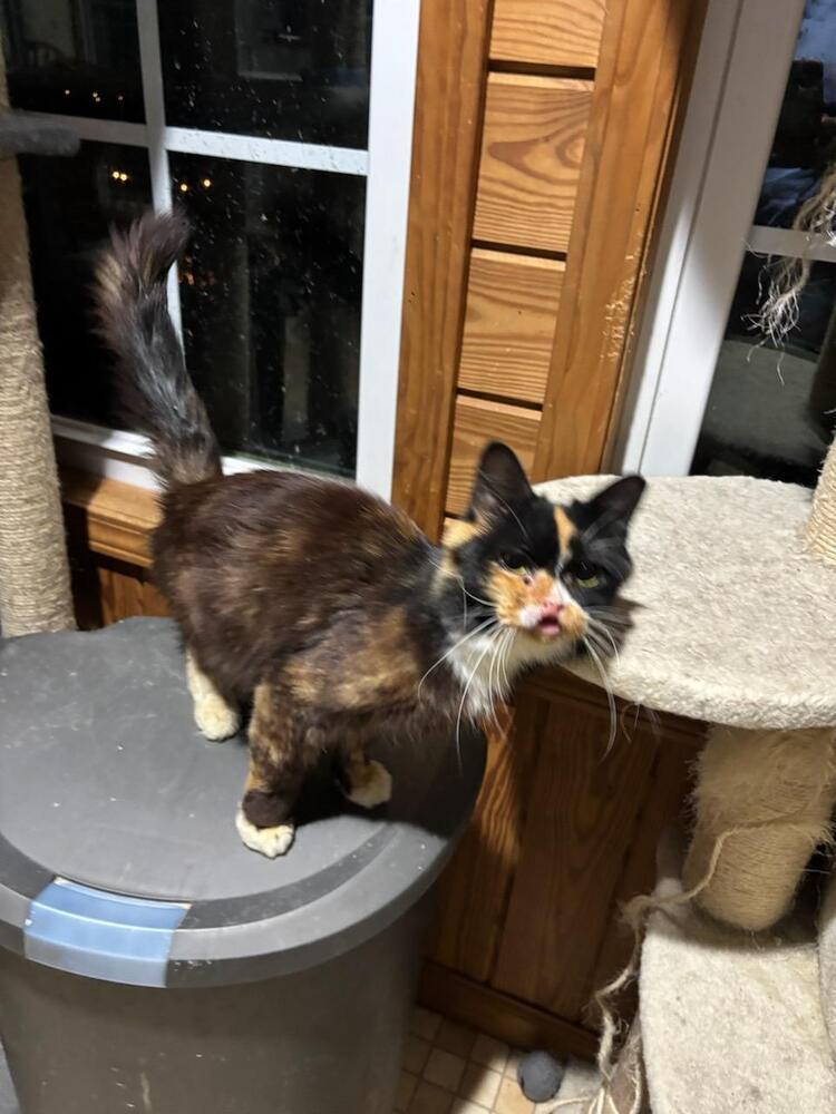 Seraphina, a Adoptable mixed breed in Mooresville, NC image 4/6