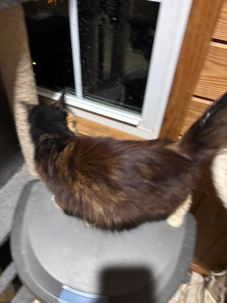 Seraphina, a Adoptable mixed breed in Mooresville, NC image 5/6