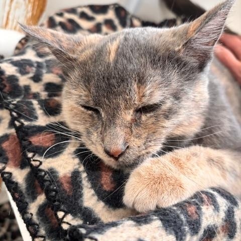 Enlarge Pietra, a ADOPTABLE Domestic Short Hair in Ashland, OH image 2/5