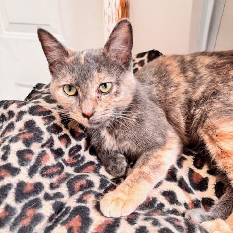 Enlarge Pietra, a ADOPTABLE Domestic Short Hair in Ashland, OH image 4/5