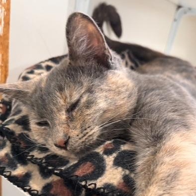 Enlarge Pietra, a ADOPTABLE Domestic Short Hair in Ashland, OH image 5/5