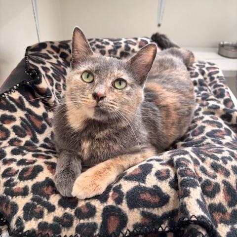 Enlarge Pietra, a ADOPTABLE Domestic Short Hair in Ashland, OH image 1/5