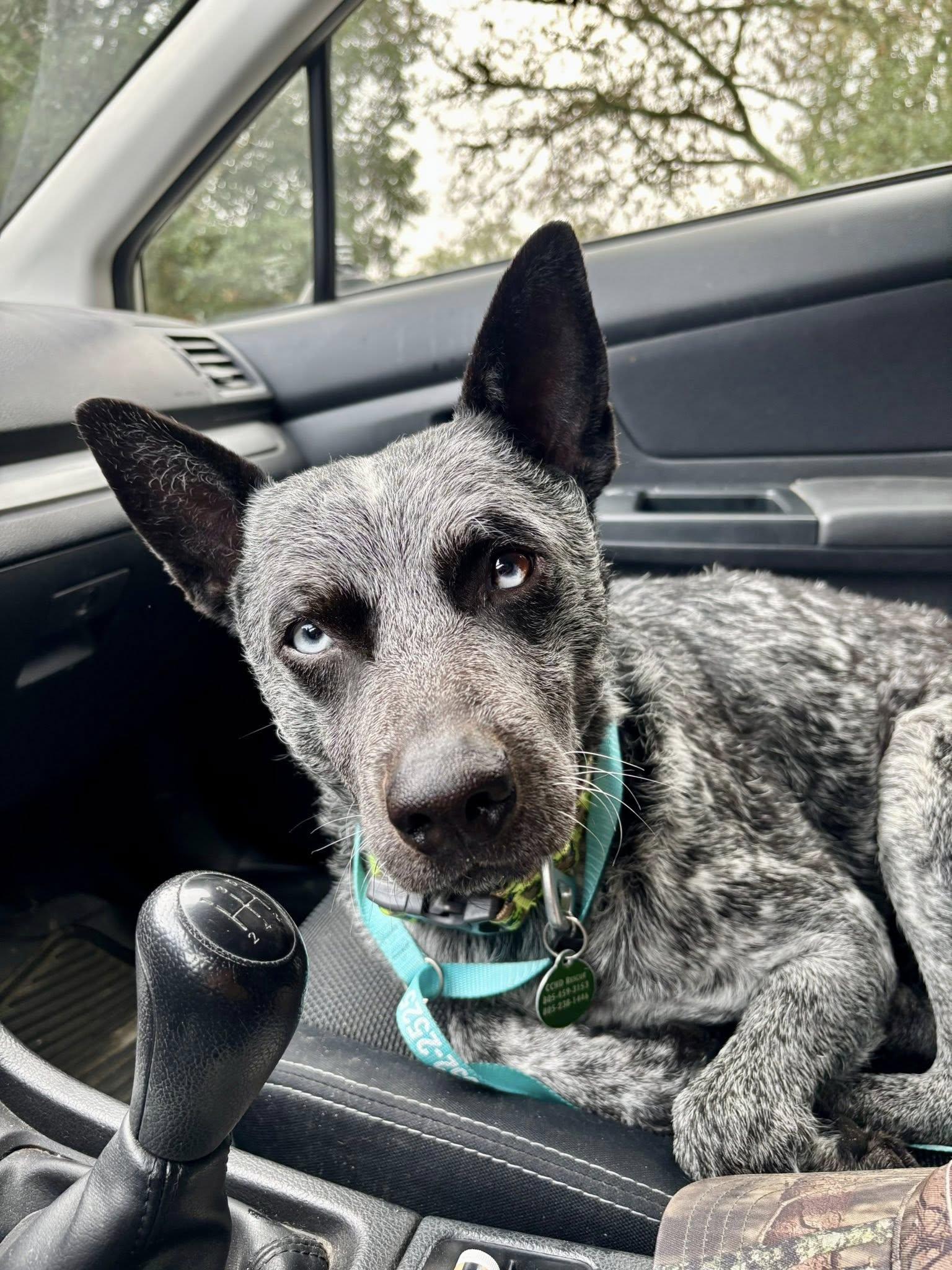 Pete, Adoptable, Adult Male Australian Cattle Dog / Blue Heeler.