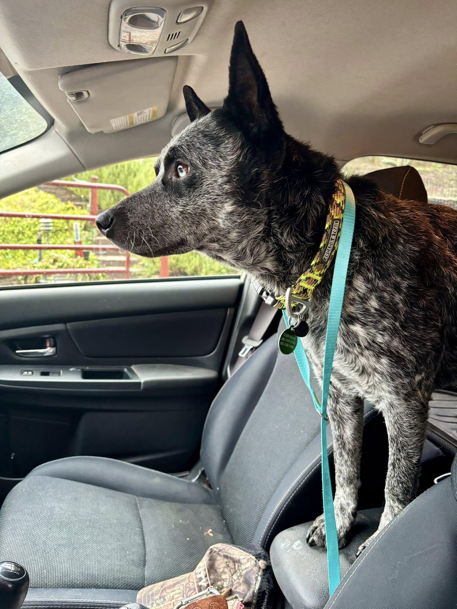 Enlarge Pete, a Adoptable Australian Cattle Dog / Blue Heeler in Paso Robles, CA image 3/3