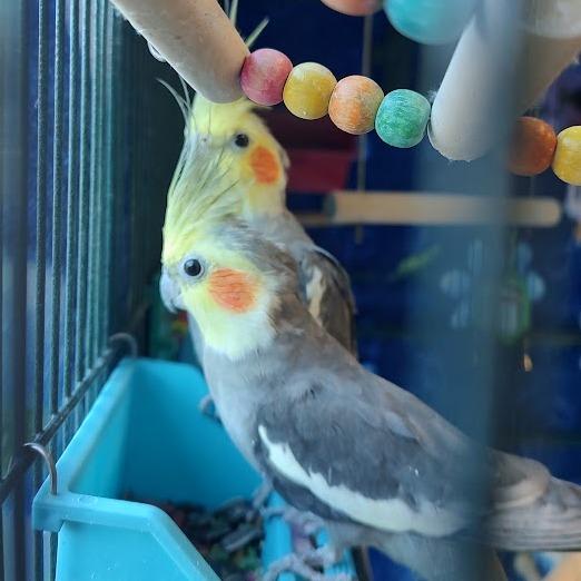 Dew with Ditty-In Foster, Adoptable, Adult Male Cockatiel.
