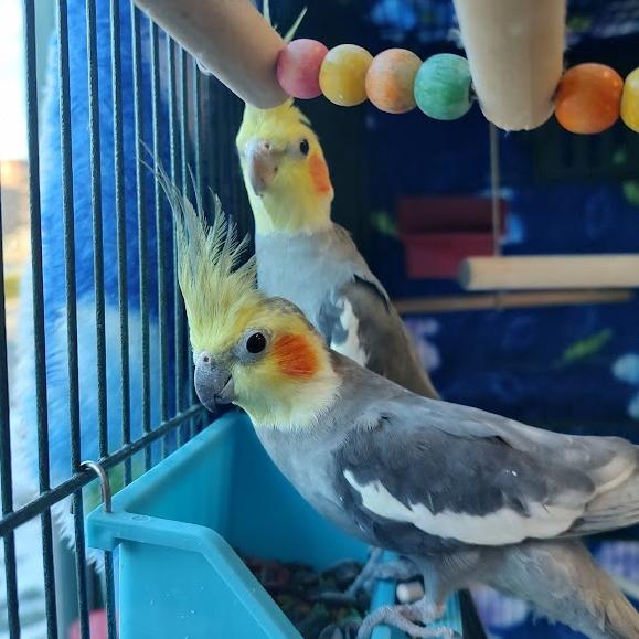 Enlarge Dew with Ditty-In Foster, a Adoptable Cockatiel in Springfield, MA image 2/3