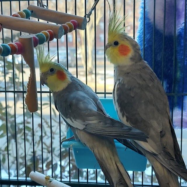 Enlarge Dew with Ditty-In Foster, a Adoptable Cockatiel in Springfield, MA image 3/3