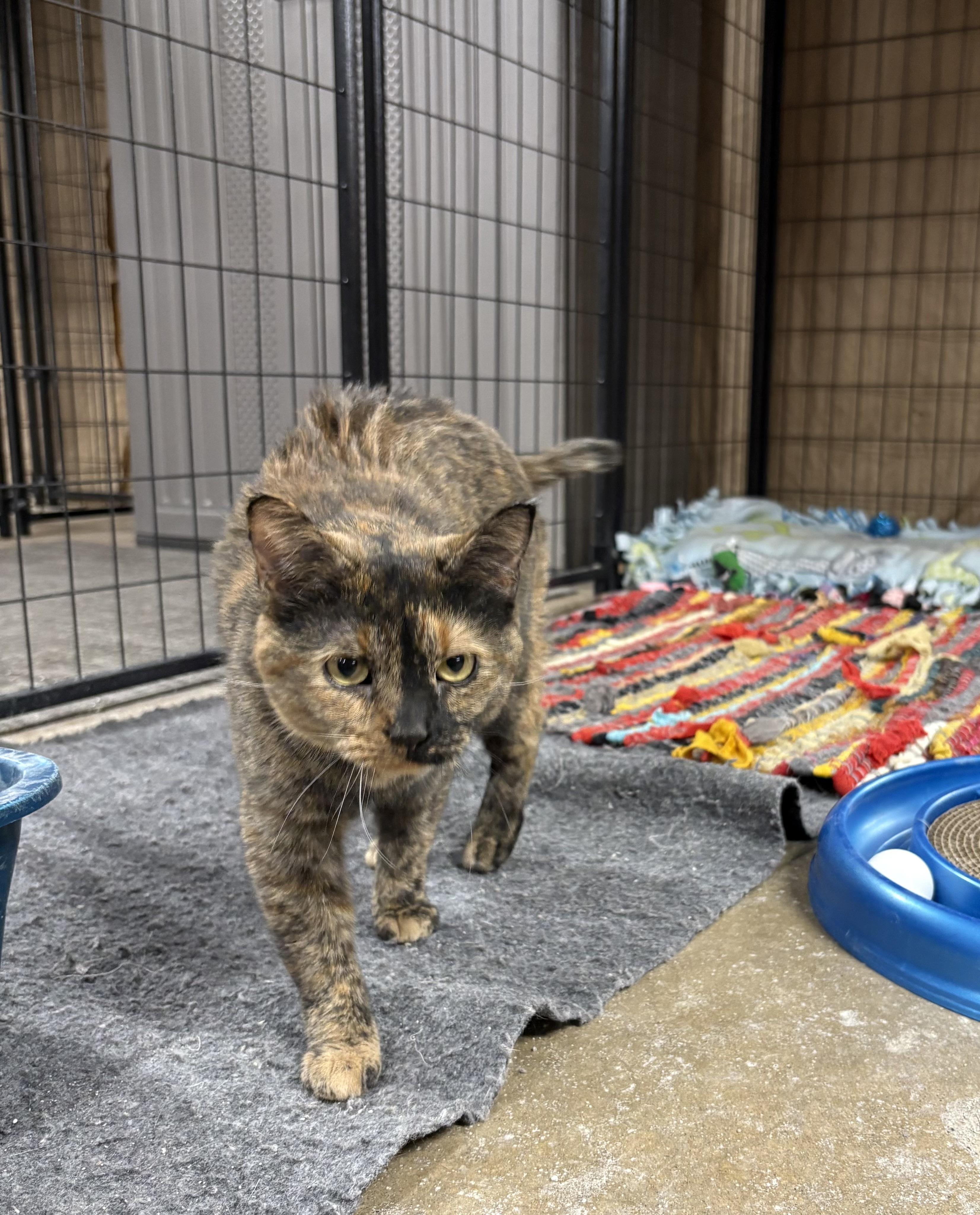 Enlarge Nala, a ADOPTABLE Domestic Short Hair in Faribault, MN image 2/3