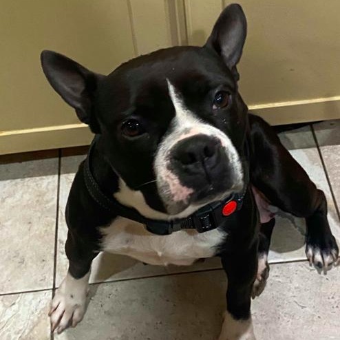 Libby, Adopted, Young Female Boston Terrier & American Bulldog.