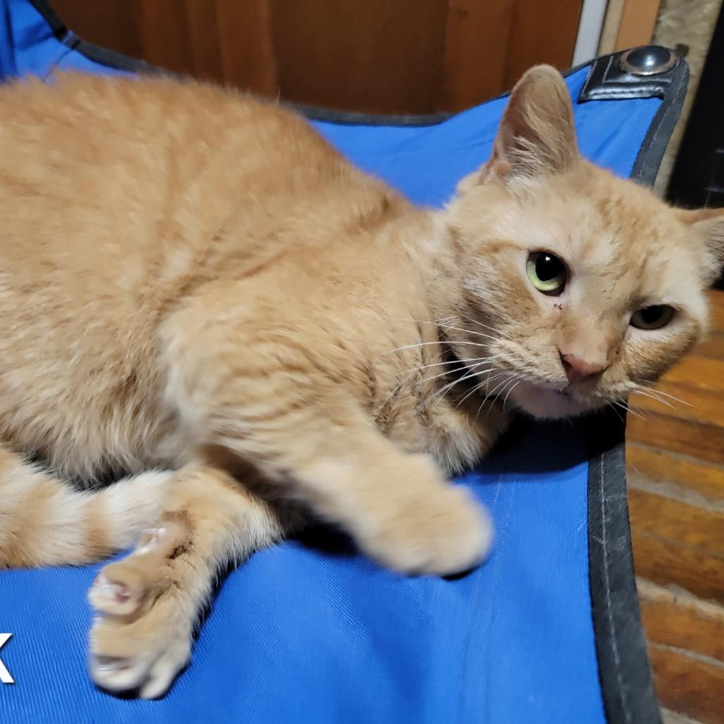 Brook, Adoptable, Adult Female Domestic Short Hair & Domestic Short Hair.
