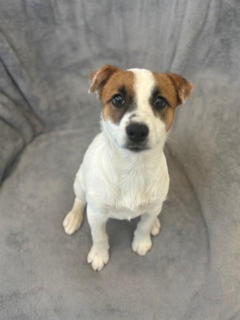 Enlarge SATIN, a Adoptable mixed breed in Forney, TX image 1/1