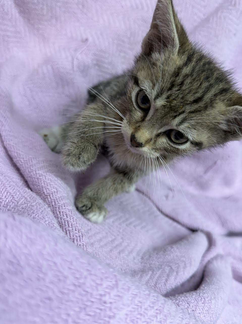 Tulip, adopted, Young Female Domestic Short Hair.