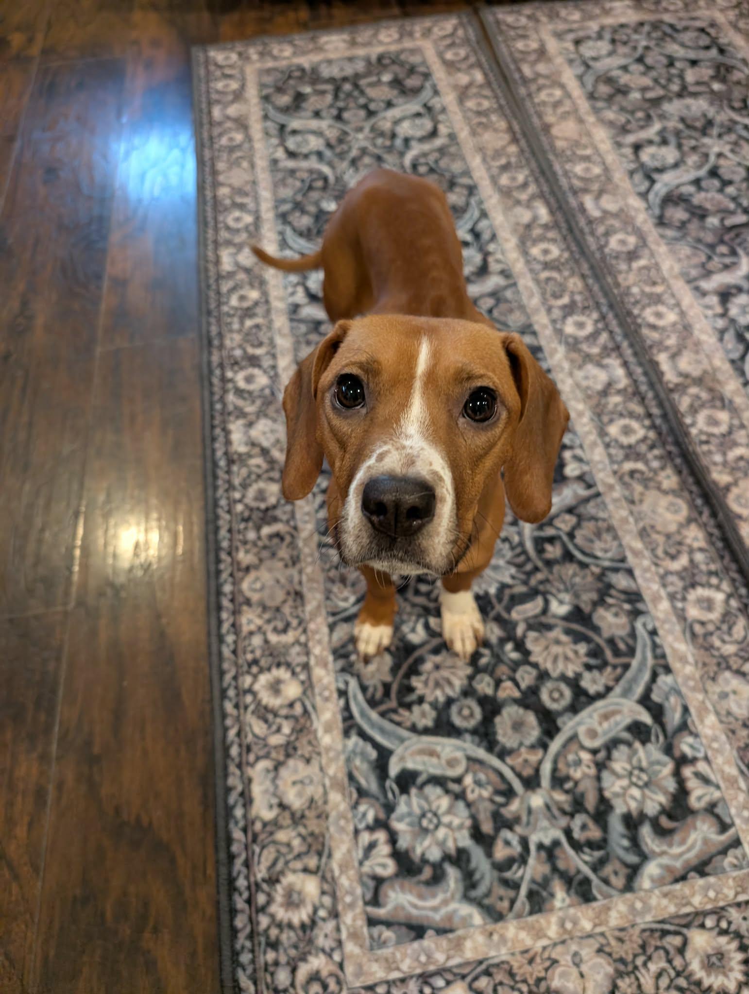 Holly Dae, ADOPTABLE, Adult Female Beagle.