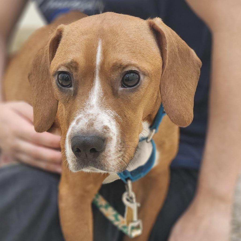 Holly Dae, a ADOPTABLE mixed breed in Shermans Dale, PA image 2/6