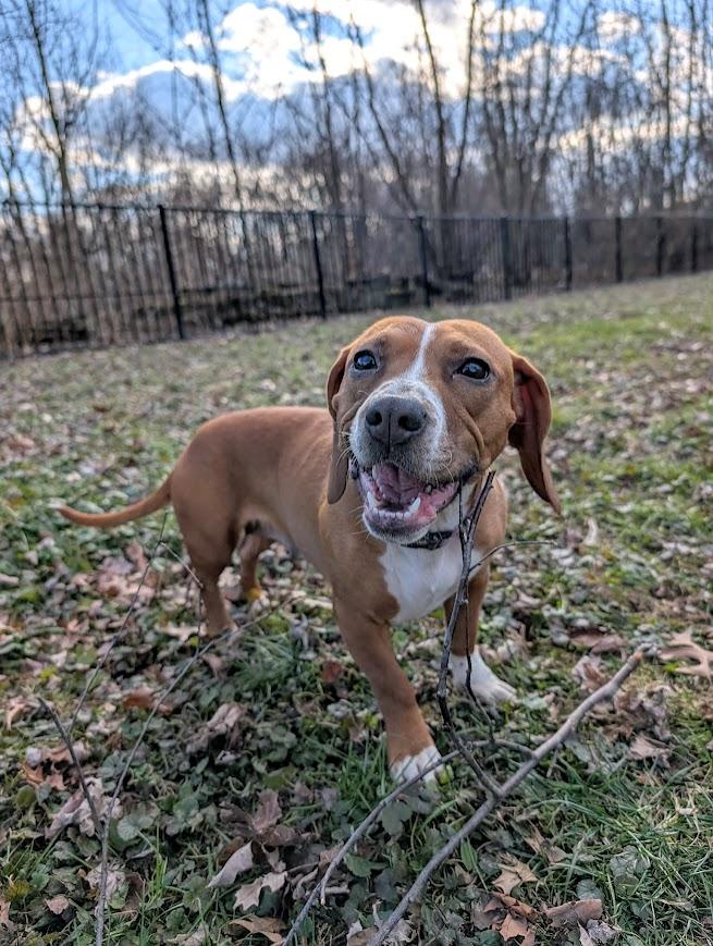 Holly Dae, ADOPTABLE, Adult Female Beagle.