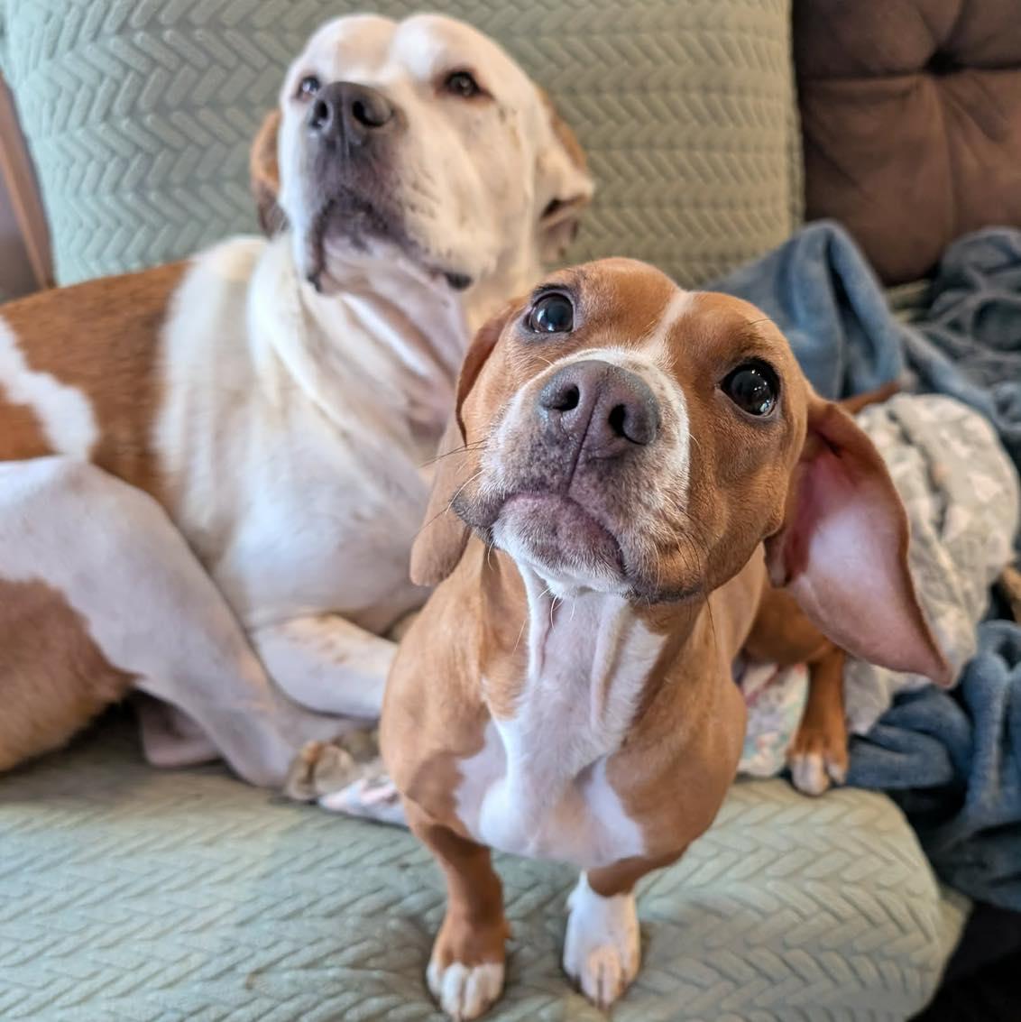 Enlarge Holly Dae, a ADOPTABLE mixed breed in Shermans Dale, PA image 2/6