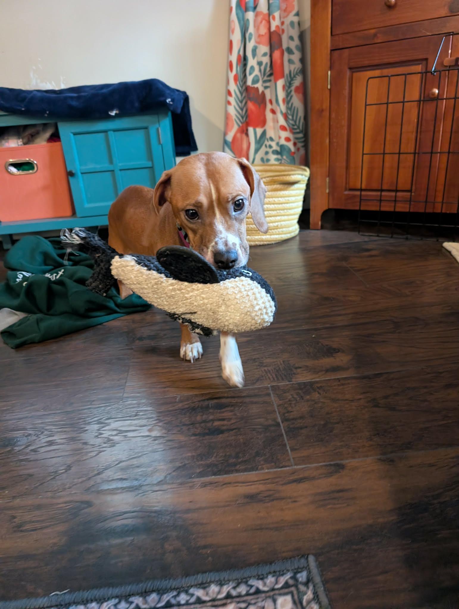 Holly Dae, a ADOPTABLE mixed breed in Shermans Dale, PA image 3/6