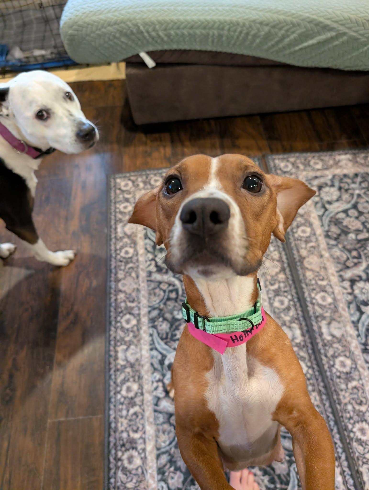 Holly Dae, a ADOPTABLE mixed breed in Shermans Dale, PA image 4/6