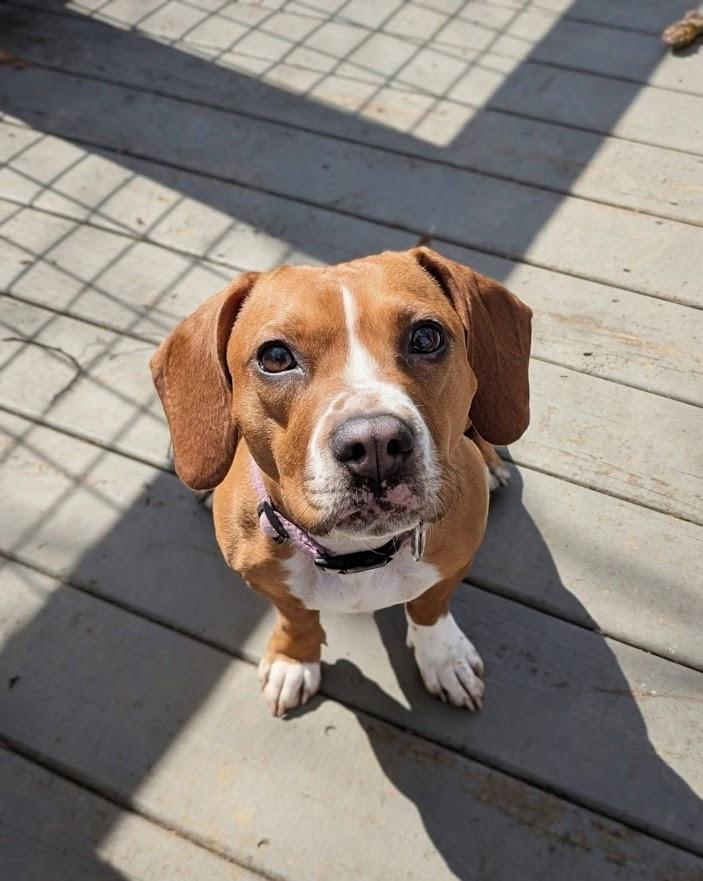Enlarge Holly Dae, a ADOPTABLE mixed breed in Shermans Dale, PA image 1/6