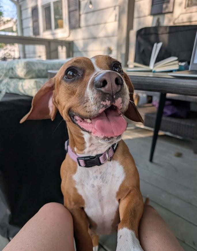 Enlarge Holly Dae, a ADOPTABLE mixed breed in Shermans Dale, PA image 2/6