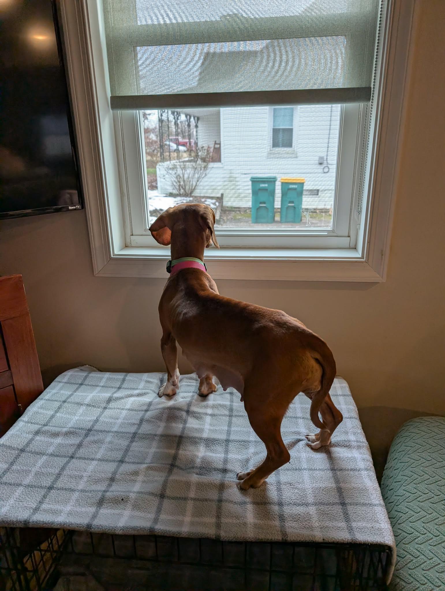 Holly Dae, a ADOPTABLE mixed breed in Shermans Dale, PA image 5/6