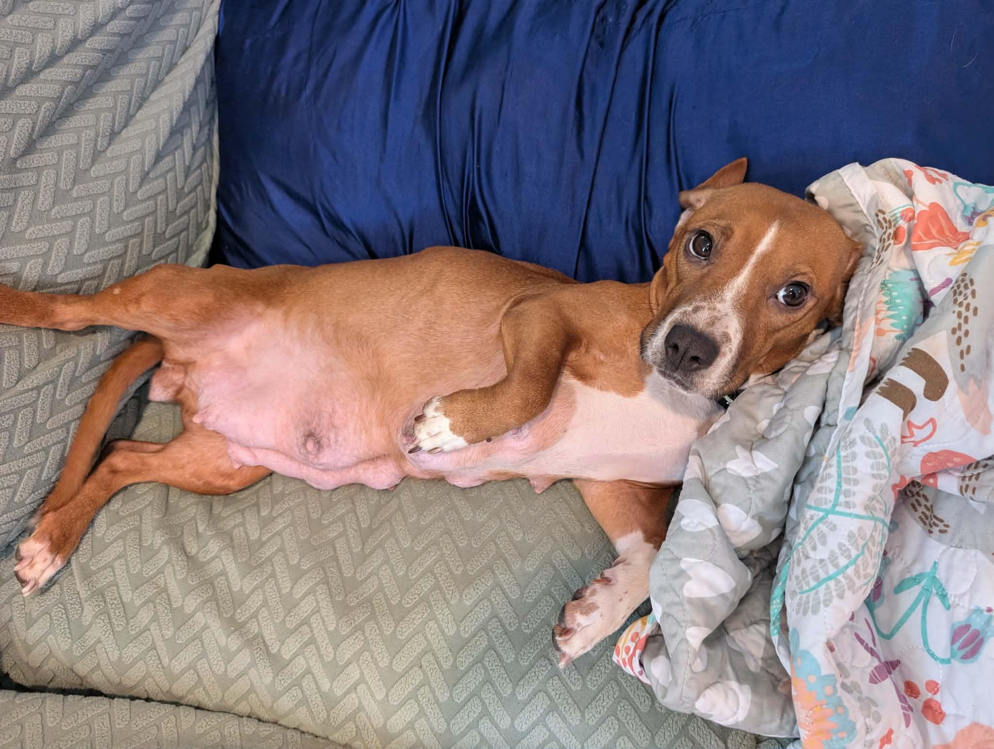 Holly Dae, a ADOPTABLE mixed breed in Shermans Dale, PA image 6/6