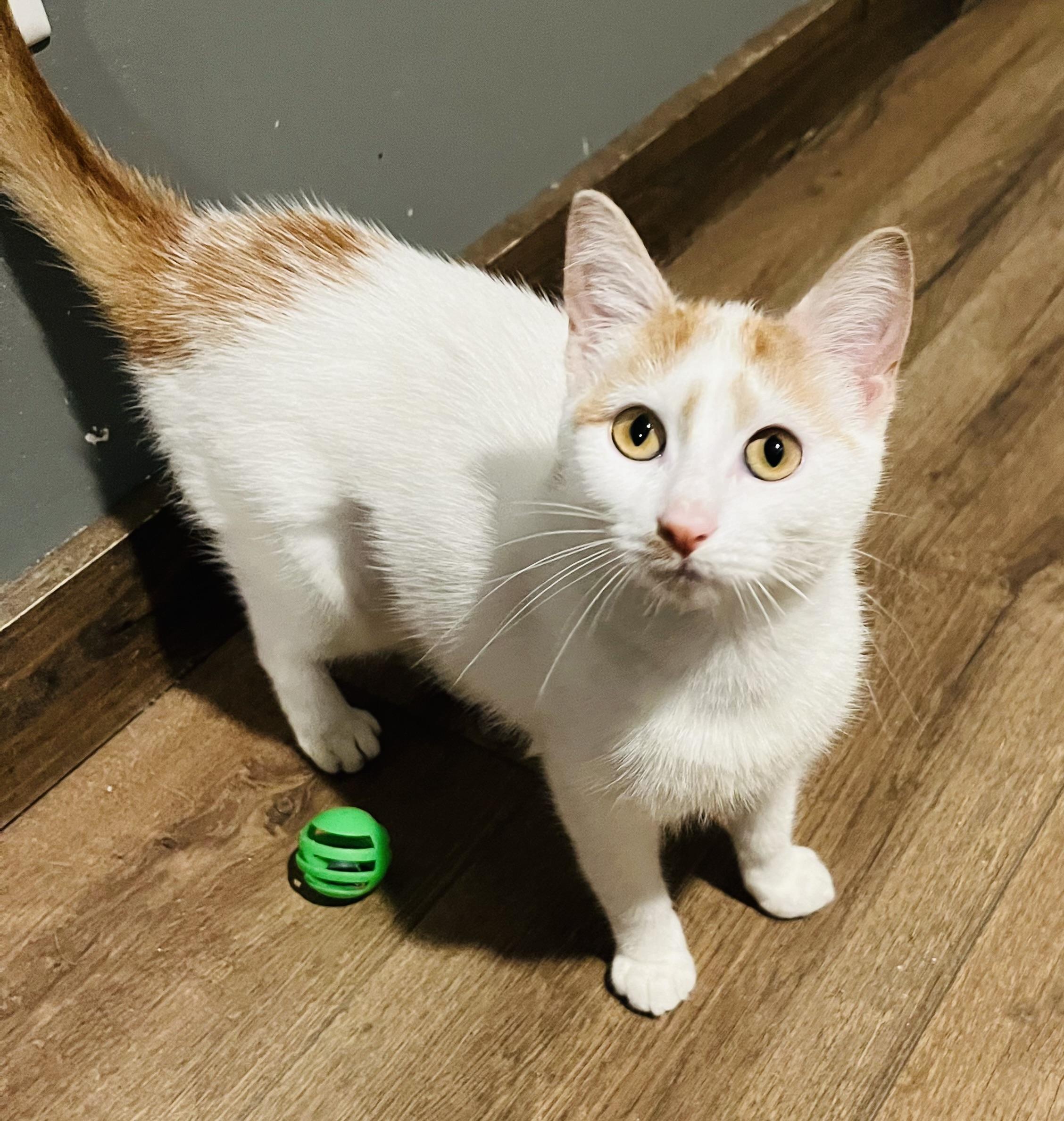 Enlarge Twinkie, a Adoptable Domestic Short Hair in St. Clair, MI image 2/2