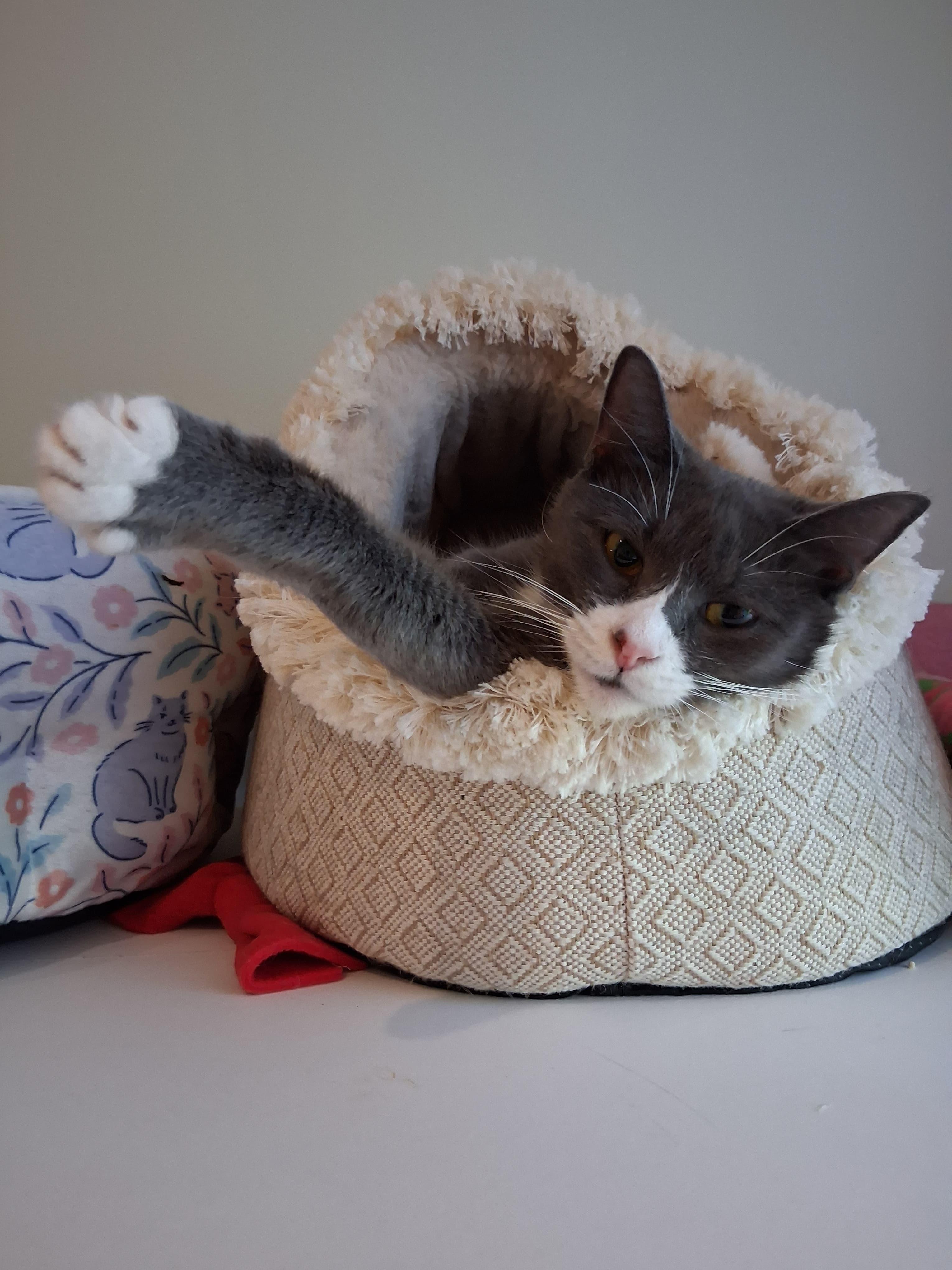 Daisy, a ADOPTABLE Domestic Short Hair in Rochester, NY image 2/3