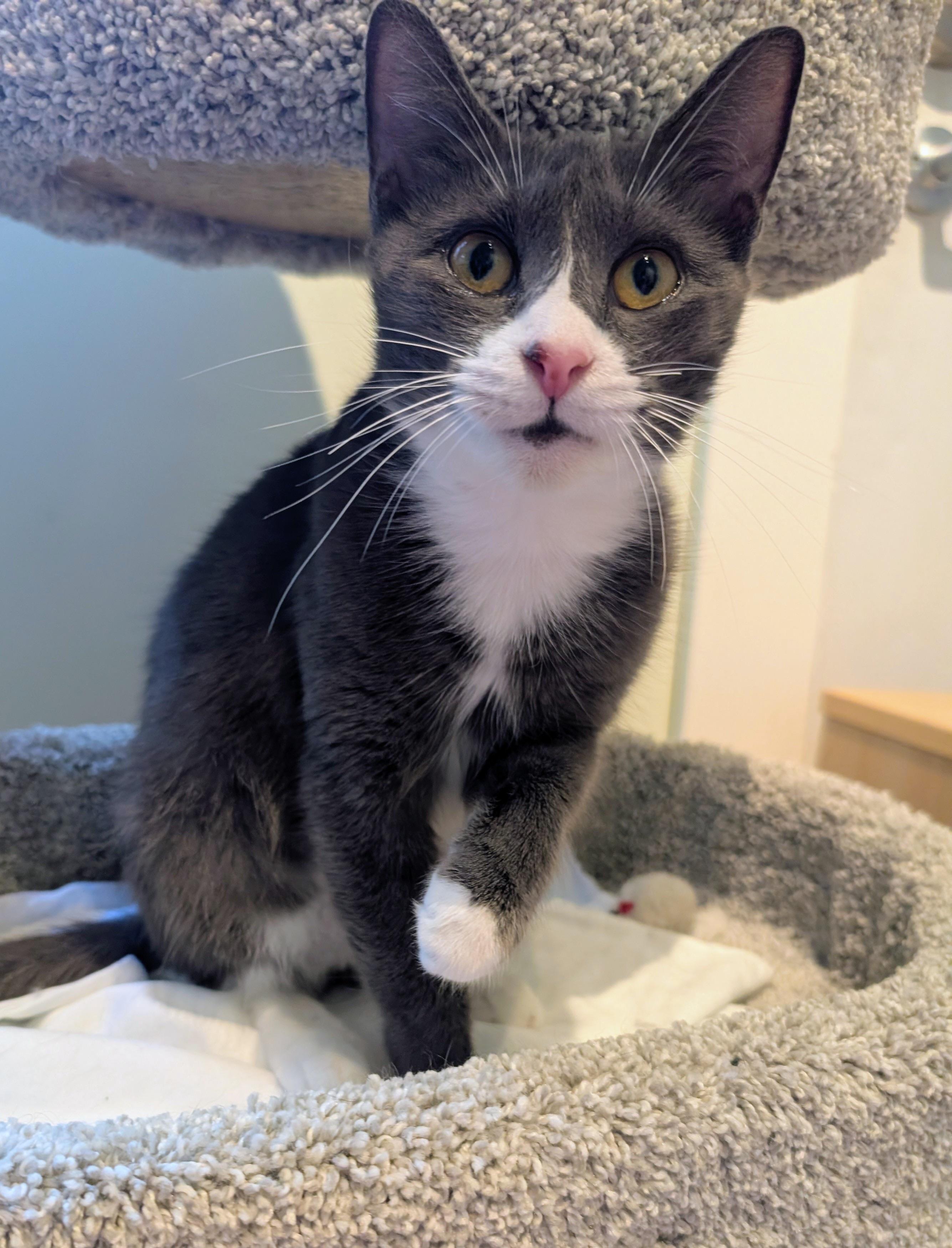 Daisy, a ADOPTABLE Domestic Short Hair in Rochester, NY image 3/3