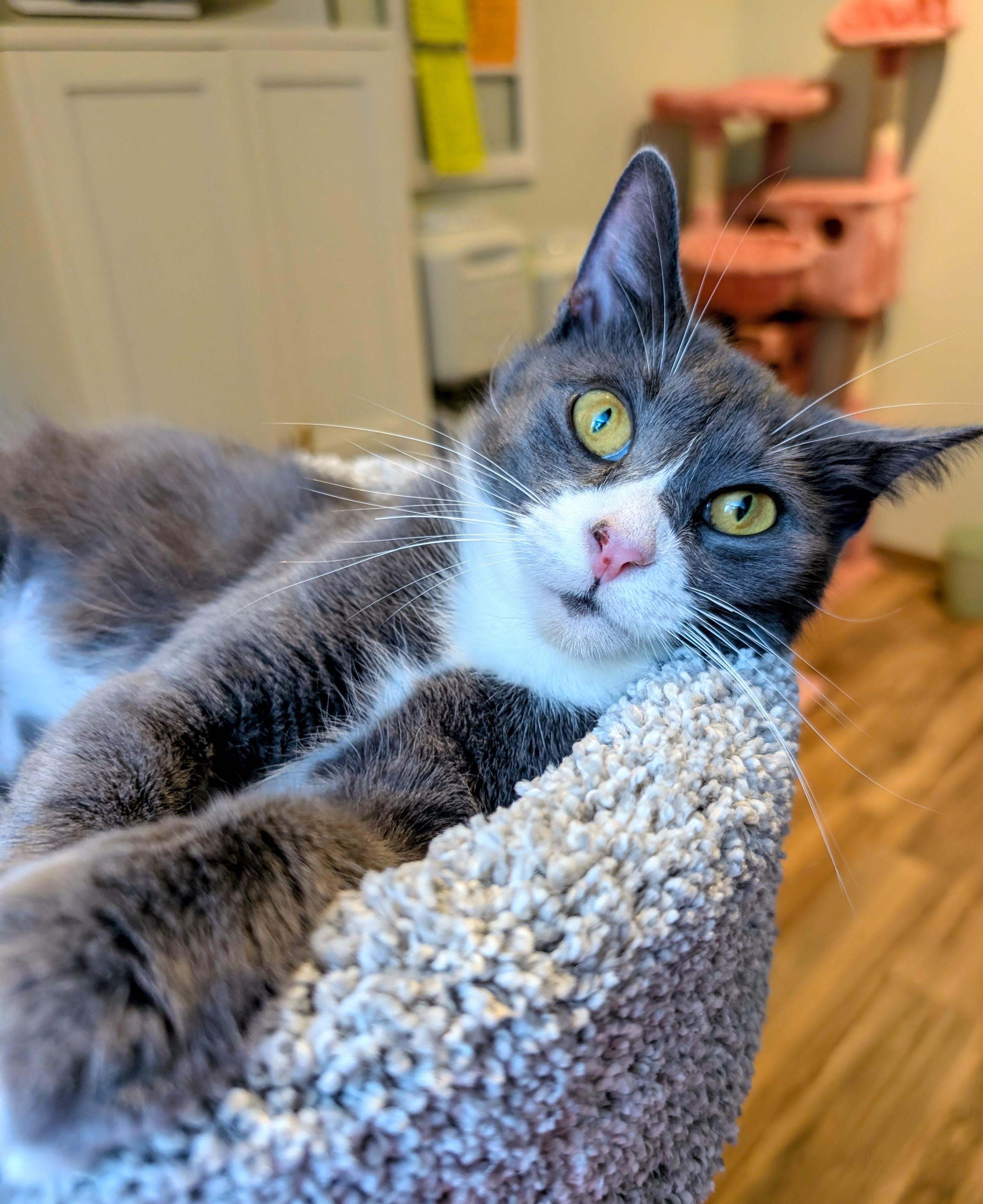 Daisy, ADOPTABLE, Young Female Domestic Short Hair.