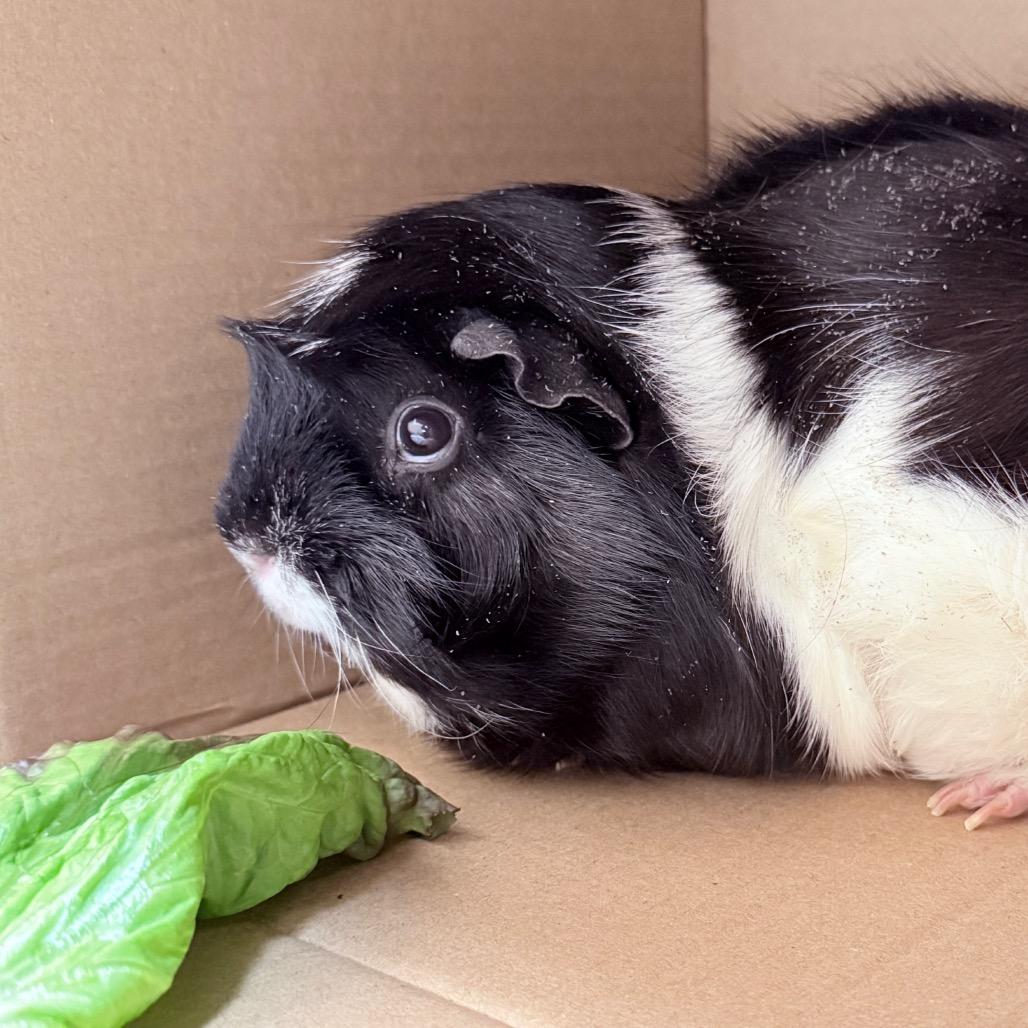 Cream Puff-In foster, Adoptable, Adult Female Guinea Pig.