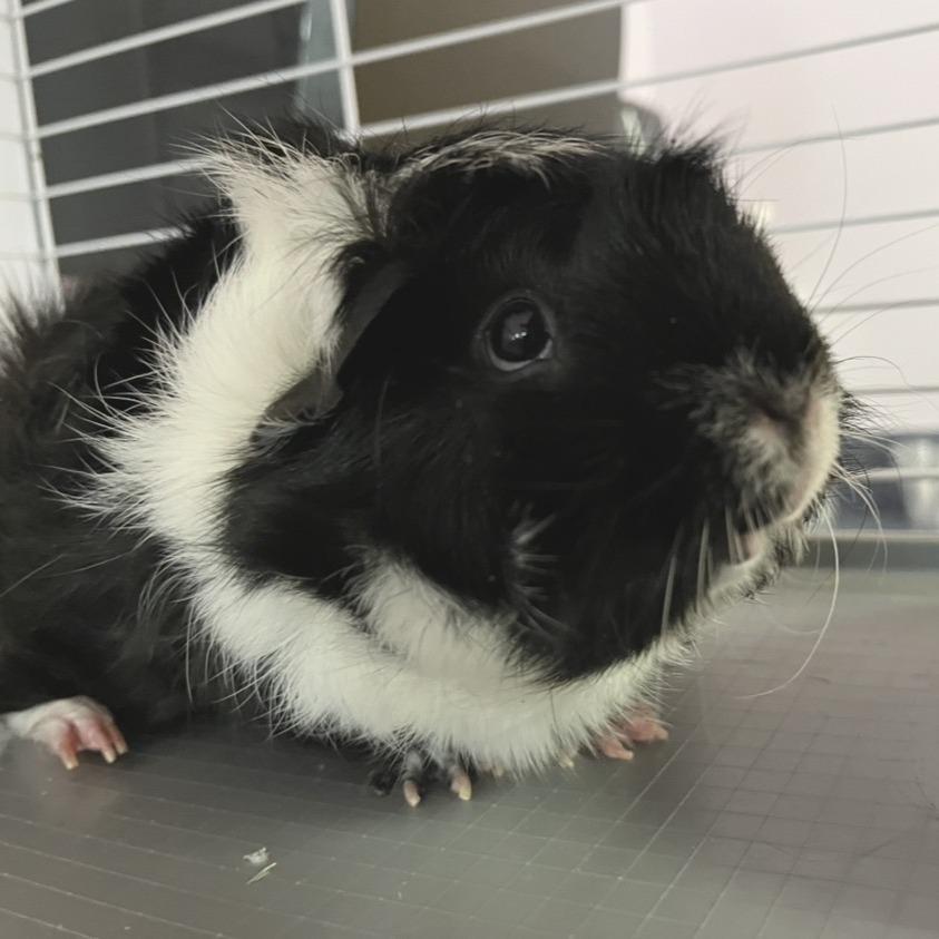 Enlarge Cream Puff-In foster, a Adoptable Guinea Pig in Springfield, MA image 2/6
