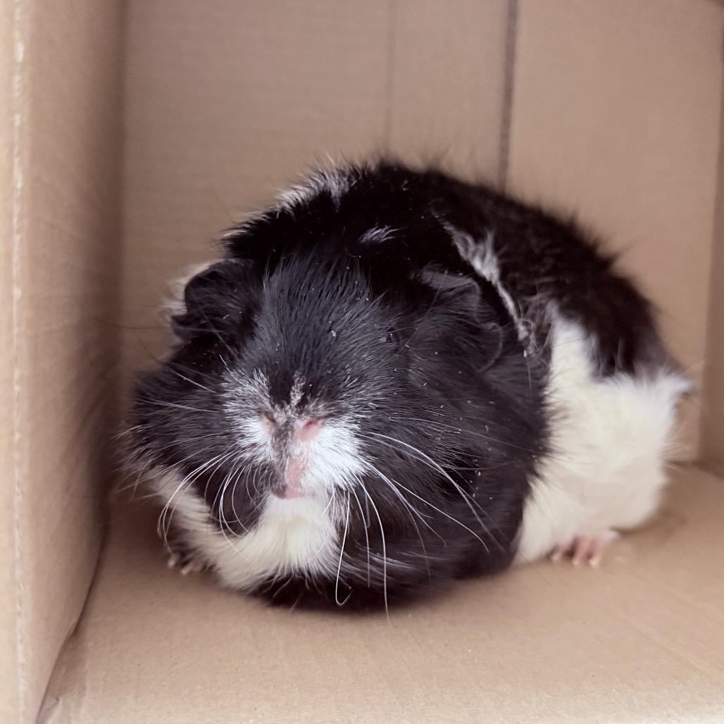 Enlarge Cream Puff-In foster, a Adoptable Guinea Pig in Springfield, MA image 3/6