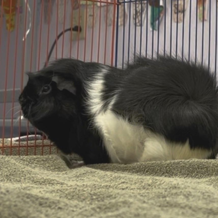 Enlarge Cream Puff-In foster, a Adoptable Guinea Pig in Springfield, MA image 4/6