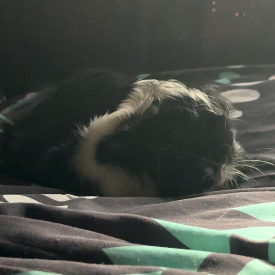 Enlarge Cream Puff-In foster, a Adoptable Guinea Pig in Springfield, MA image 5/6