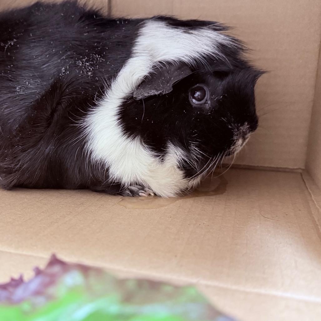Enlarge Cream Puff-In foster, a Adoptable Guinea Pig in Springfield, MA image 6/6