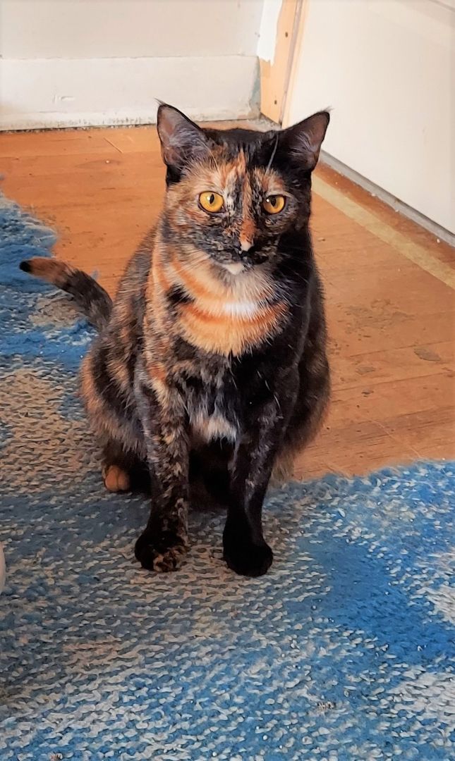 Dahlia, a Adoptable Tortoiseshell in Aurora, CO image 2/6