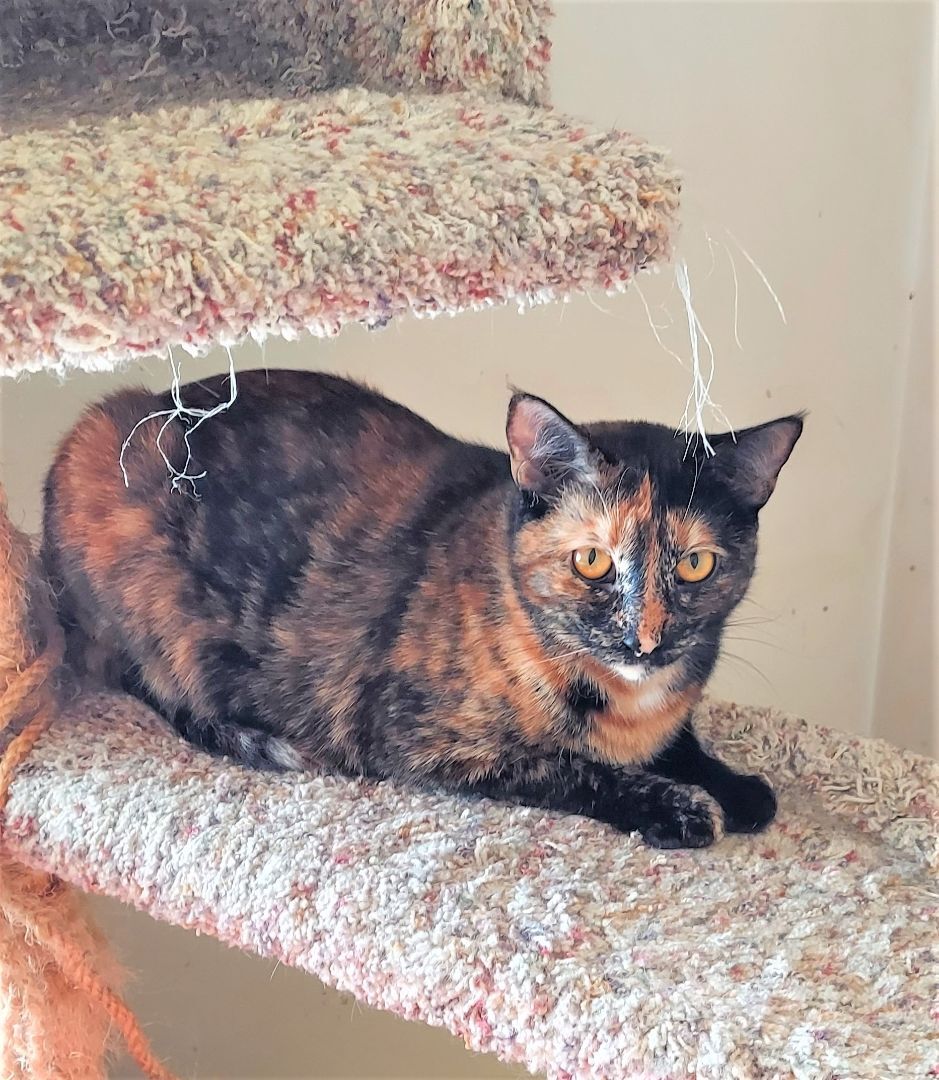 Dahlia, a Adoptable Tortoiseshell in Aurora, CO image 3/6