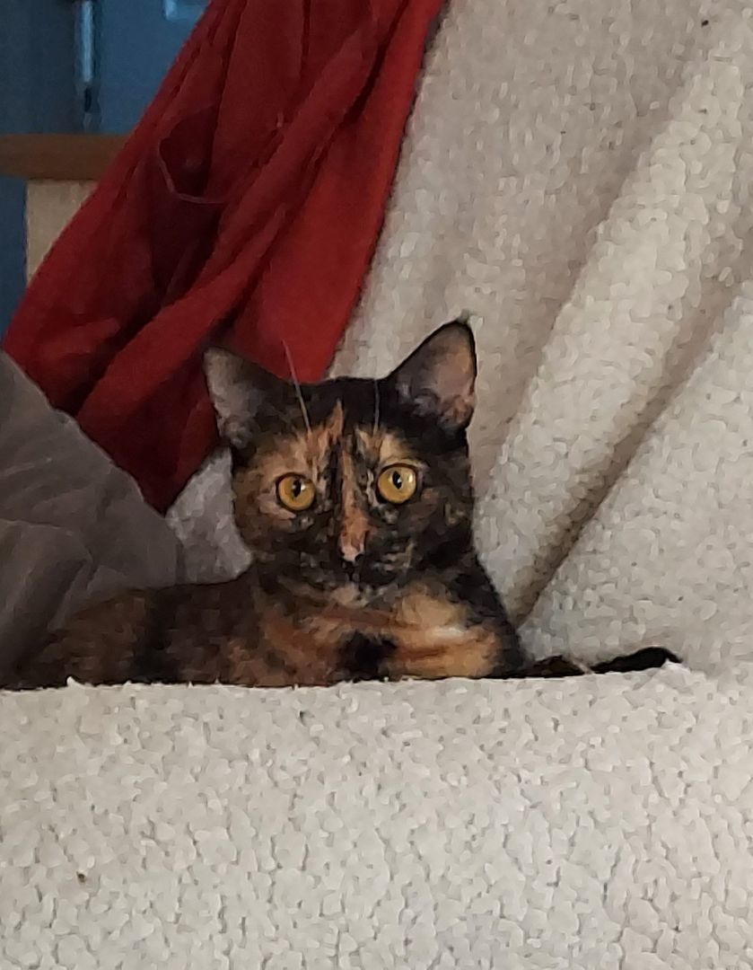 Dahlia, a Adoptable Tortoiseshell in Aurora, CO image 4/6