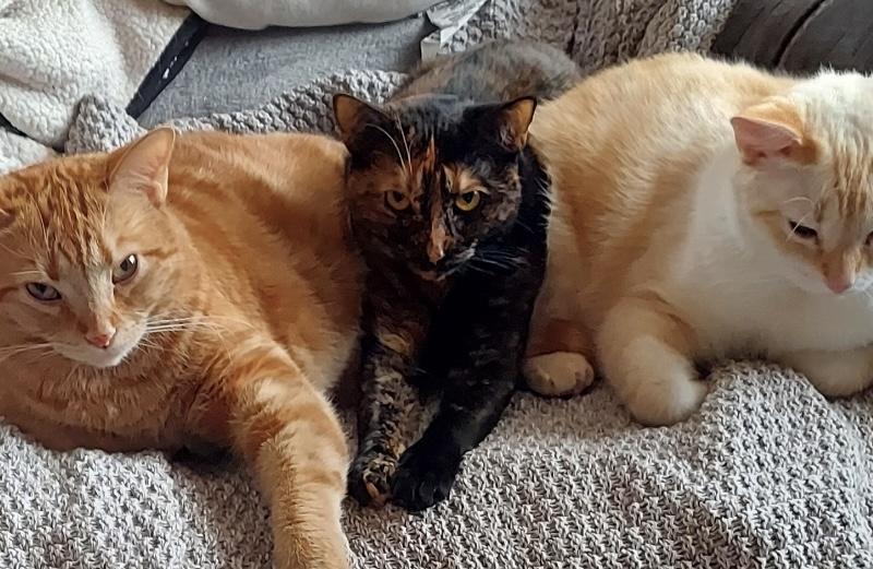 Dahlia, a Adoptable Tortoiseshell in Aurora, CO image 1/6