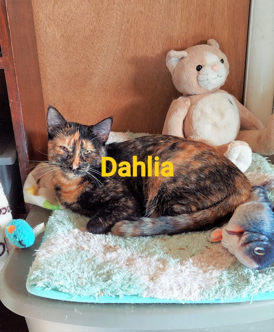 Dahlia, a Adoptable Tortoiseshell in Aurora, CO image 5/6