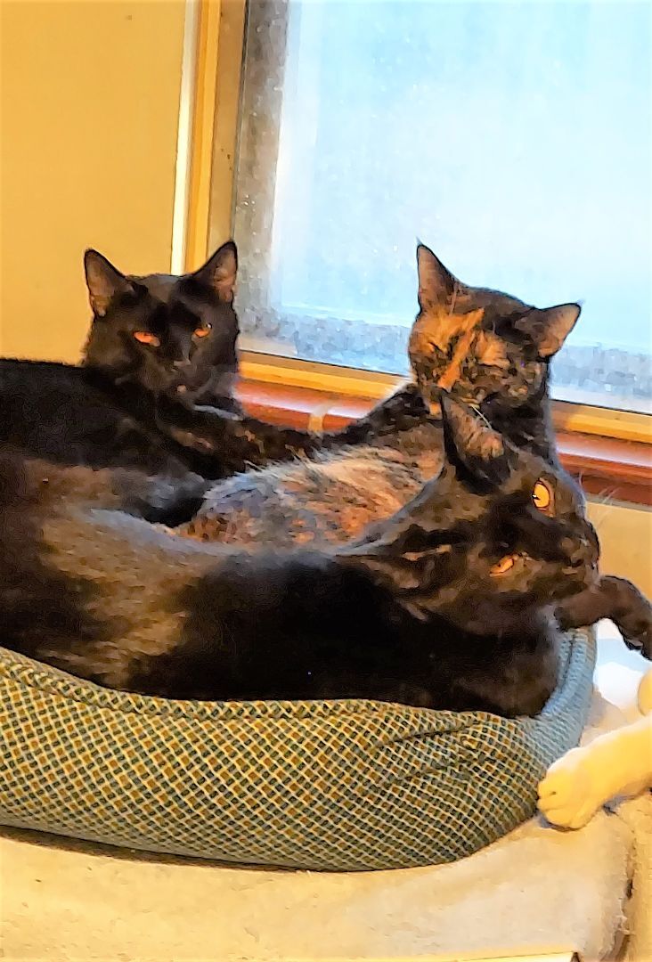 Dahlia, a Adoptable Tortoiseshell in Aurora, CO image 6/6