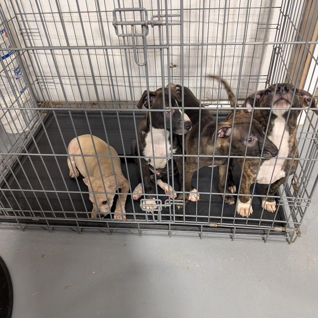 Blaze (4 Bs Litter), Adoptable, Puppy Male Pointer & Mixed Breed.