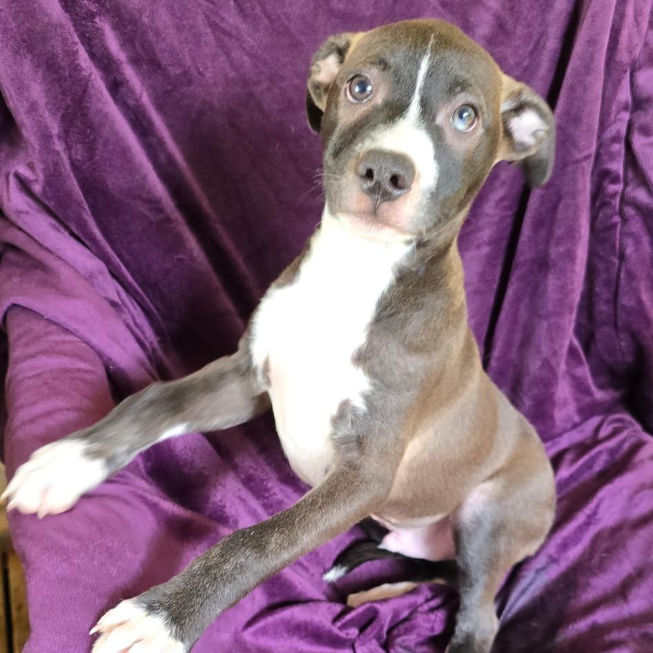 Blaze (4 Bs Litter), Adoptable, Puppy Male Pointer & Mixed Breed.