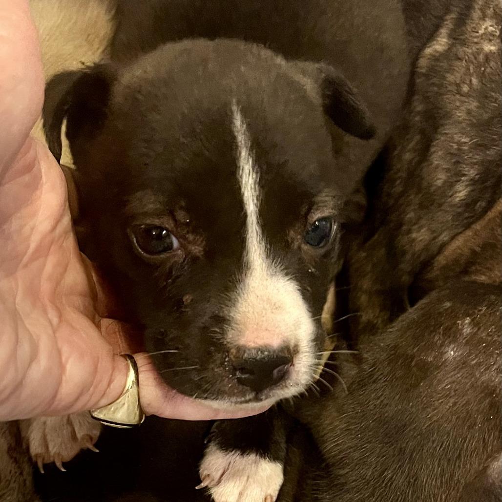 Blaze (4 Bs Litter), a Adoptable mixed breed in Lenoir, NC image 3/6