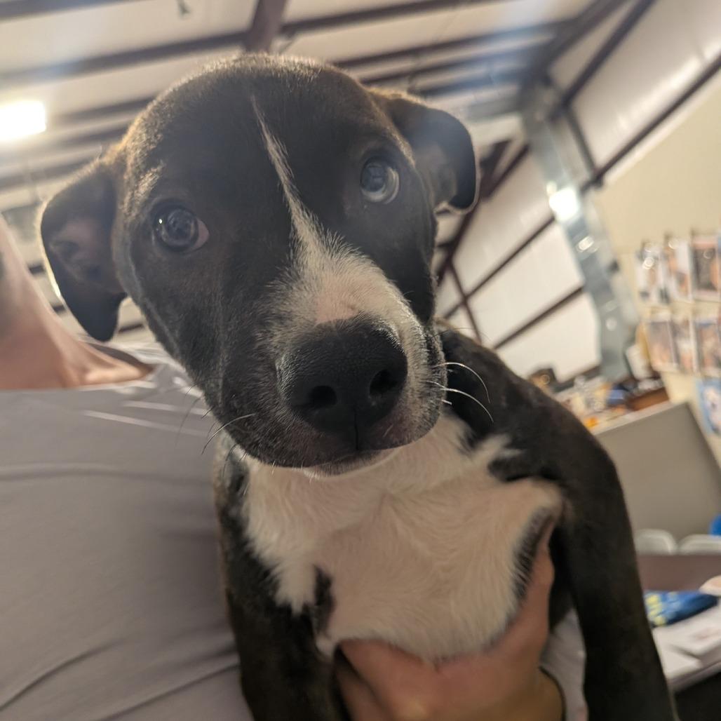 Blaze (4 Bs Litter), a Adoptable mixed breed in Lenoir, NC image 4/6