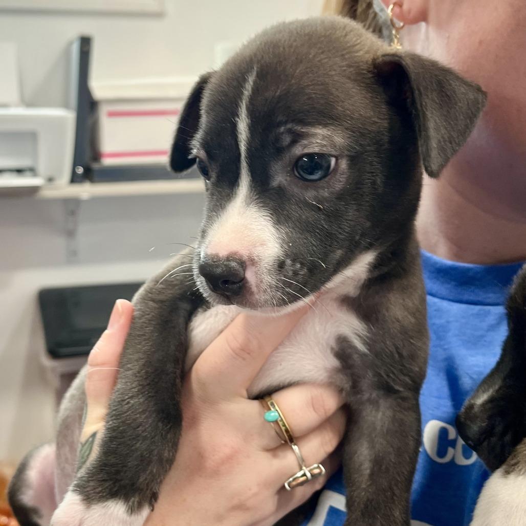 Blaze (4 Bs Litter), a Adoptable mixed breed in Lenoir, NC image 5/6